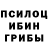 Псилоцибиновые грибы мицелий Tola Zuev